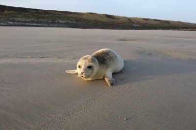 Robbe am Strand von Wangerooge (torstenkiem / Pixabay)  Pixabay Lizenz 
Infos zur Lizenz unter 'Bildquellennachweis'